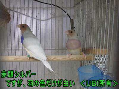 赤頭パステルブルーダイリュート　コキンチョウ