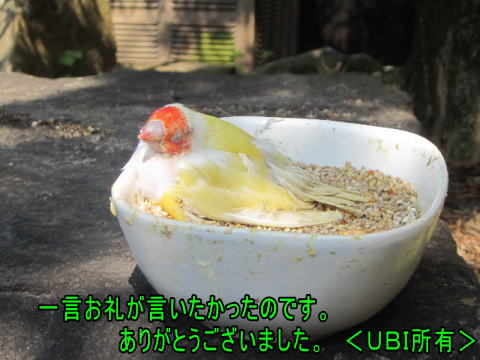 最後の挨拶をして天国へ行ったコキンチョウ
