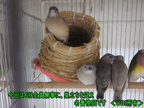 コキンチョウの自育　3回目