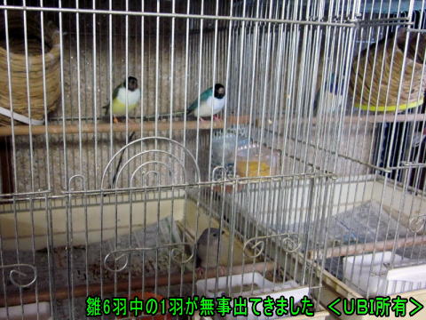 6羽中の1羽目