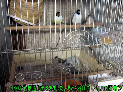 6羽中4羽のコキンチョウの雛が巣立です