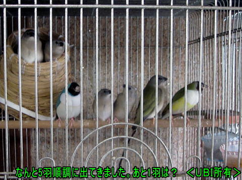 6羽中5羽のコキンチョウの雛が巣立ちました