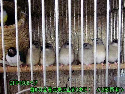 コキンチョウの自育　雛6羽揃って、皆元気