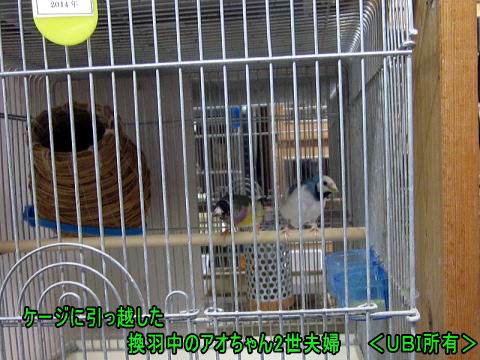アオちゃん2世　ケージにお引越し