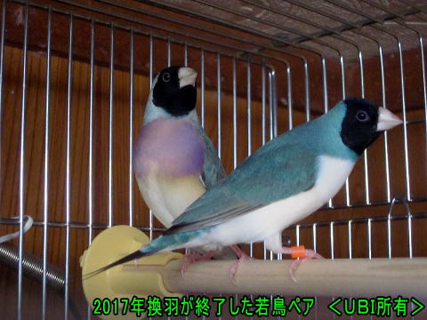 2017年換羽が終了した若鳥のコキンチョウペア