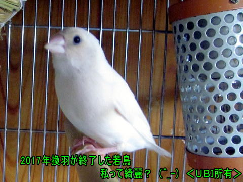 2017年換羽が終了した若鳥のコキンチョウ