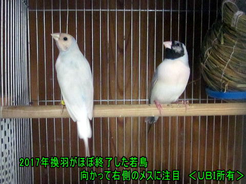 2017年換羽が終了したコキンチョウ　赤目の特性で薄い色のメス