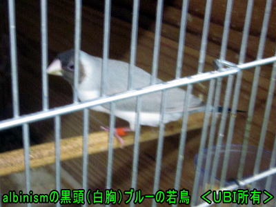 赤目黒頭（白胸）ブルー
