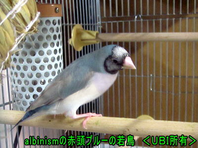 赤目赤頭ブルー