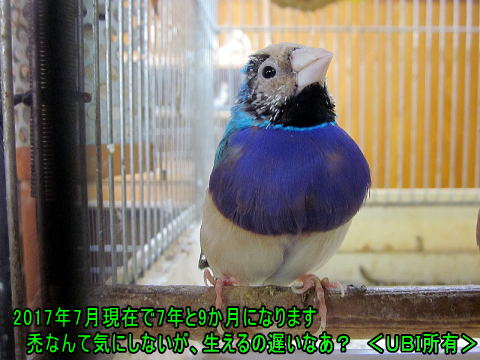 2017年7月で7年と9か月　コキンチョウのピーちゃん