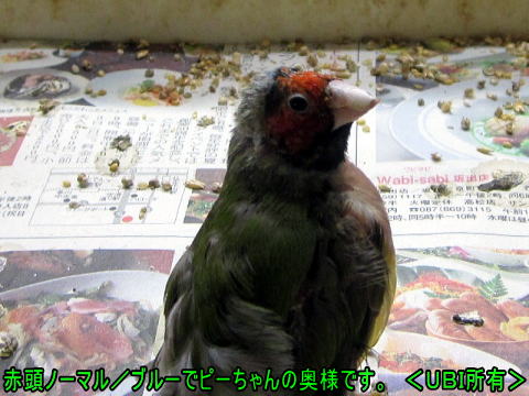 赤頭ノーマル／ブルー　コキンチョウ　ピーちゃんの奥様