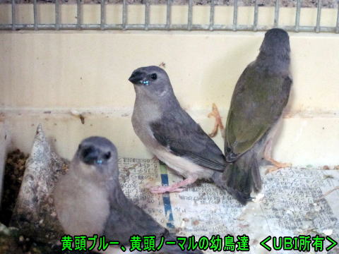黄頭ブルー、黄頭ノーマルのコキンチョウの幼鳥