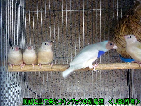順調に育ったコキンチョウの子供達