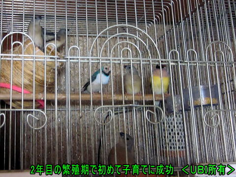 2年目で初めて子育てに成功したコキンチョウのペア