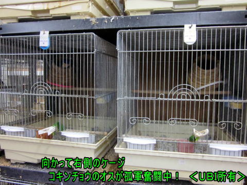 孤軍奮闘で子育て中のコキンチョウ