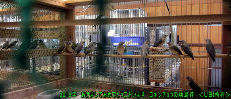 2018年コキンチョウの幼鳥達