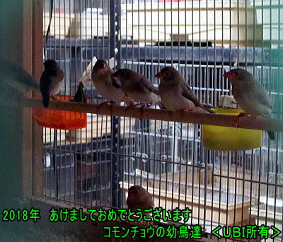 2018年コモンチョウの幼鳥達