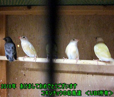 2018年コキンチョウの幼鳥達