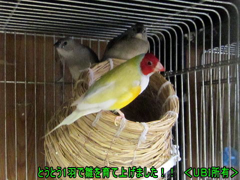 1羽で見事に雛を育てたコキンチョウ