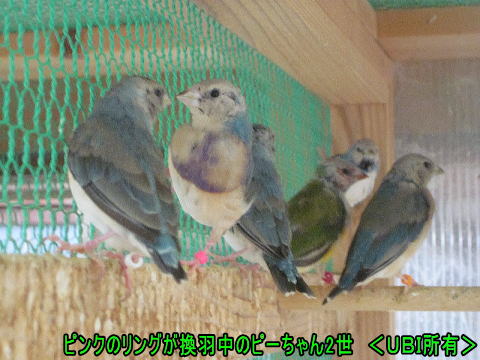 ピンクのリングのピーちゃん2世