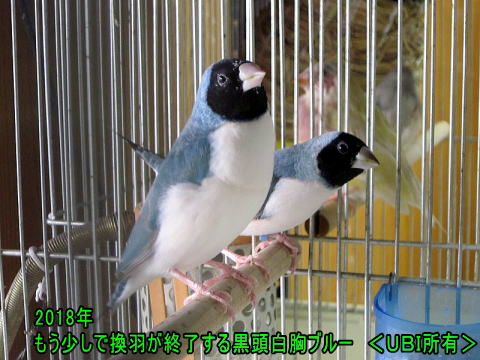 黒頭白胸ブルーコキンチョウ