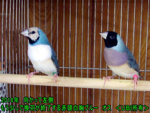 2018年換羽終了間近の赤頭白胸ブルーオス