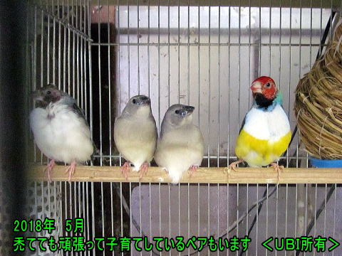 禿でも頑張っているコキンチョウのペア達