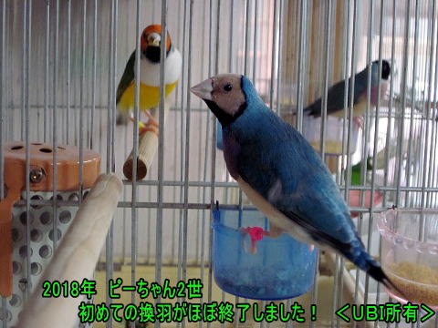 ピーちゃん2世 コキンチョウ
