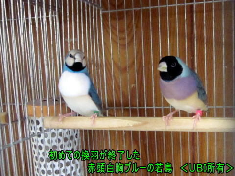 赤頭白胸ブルー & 黒頭ブルー コキンチョウ