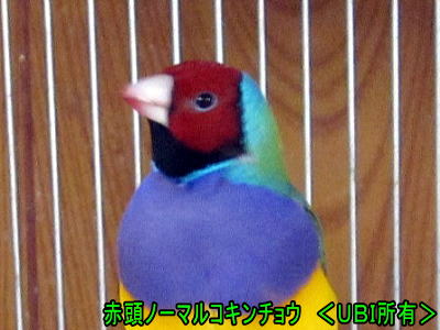 赤頭ノーマルコキンチョウ