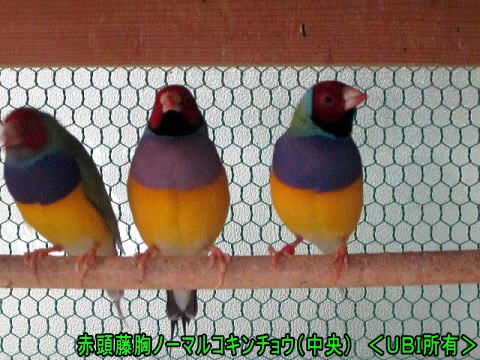 赤頭藤胸ノーマルと赤頭ノーマルコキンチョウ