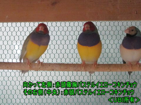 赤頭藤胸パステルイエローコキンチョウ