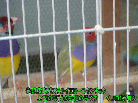 赤頭藤胸パステルイエローコキンチョウ