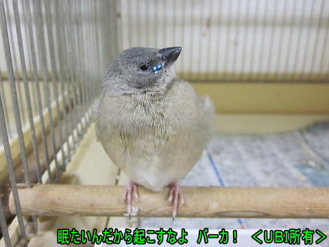 眠っているところを起こされ、不機嫌なコキンチョウ