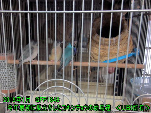 2019年1月　今年最初に巣立ちしたコキンチョウの幼鳥