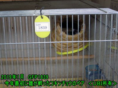 2019年1月　今年最初に雛が孵ったコキンチョウのペア