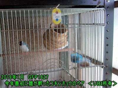 2019年1月　今年最初に雛が孵ったコキンチョウ