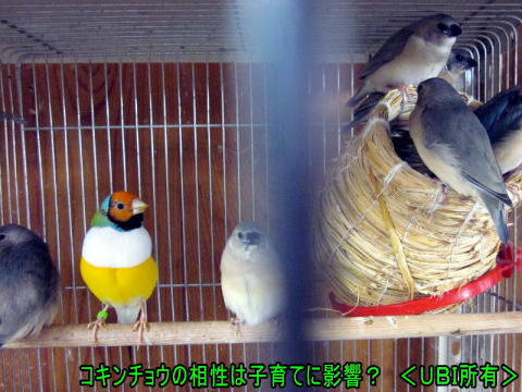 コキンチョウの相性は子育てにも影響？