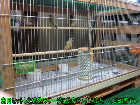 親離れしたコキンチョウの幼鳥