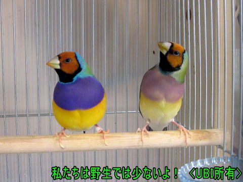 黄頭ノーマルコキンチョウ　ペア