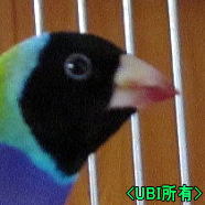 黒頭ノーマルコキンチョウ