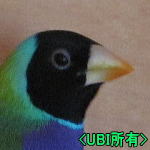 黄嘴黒頭ノーマルコキンチョウ