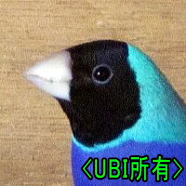 黒頭ブルーコキンチョウ