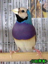 赤頭ブルーコキンチョウ オス