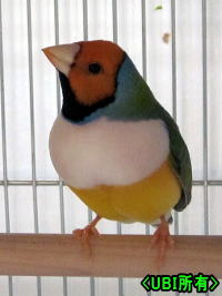 黄頭藤胸ノーマルコキンチョウ オス