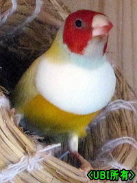 赤頭白胸パステルイエローコキンチョウ オス