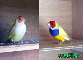 赤頭イエローコキンチョウ　＆　赤頭白胸イエローコキンチョウ