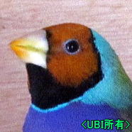 黄頭ノーマルコキンチョウ