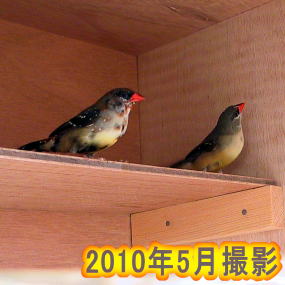 ベニスズメ　2010年5月