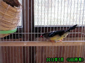 ベニスズメ　オス　2012年7月